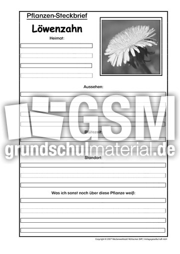 Pflanzensteckbrief-Löwenzahn-SW.pdf
